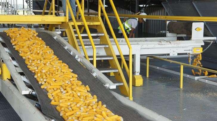 Belt conveyor moving corn.