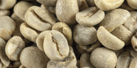 咖啡豆由CHROMEX颜色分拣机分拣。
