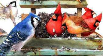 鸟类从喂食器进食。