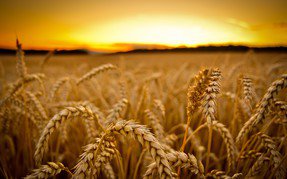 小麦在田野中。